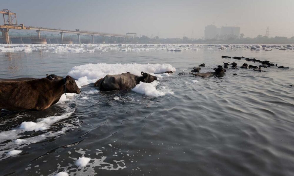How to reduce pollution in Delhi’s waterways